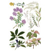 Sarah Featon's Botanicals