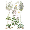 Sarah Featon's Botanicals