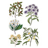 Sarah Featon's Botanicals