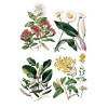 Sarah Featon's Botanicals