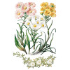 Sarah Featon's Botanicals