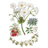 Sarah Featon's Botanicals