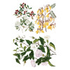 Sarah Featon's Botanicals