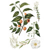 Sarah Featon's Botanicals