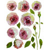Painterly Florals